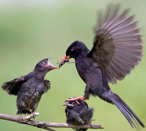 Mother Bird and Children